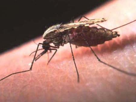 MalariaUCFToday