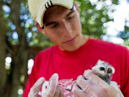 UCF junior Alex Orfinger has learned how to handle emergency medical situations with animals and even helped perform surgery on birds.