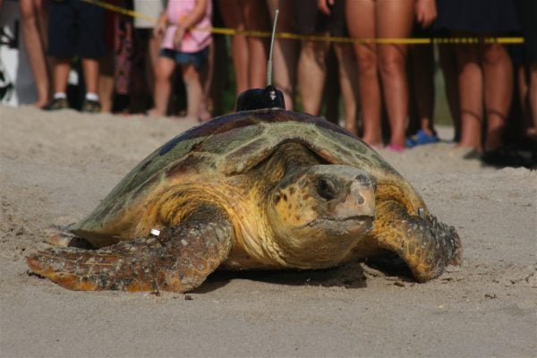 New Turtle Tracking Technique May Aid Efforts to Save Loggerheads ...