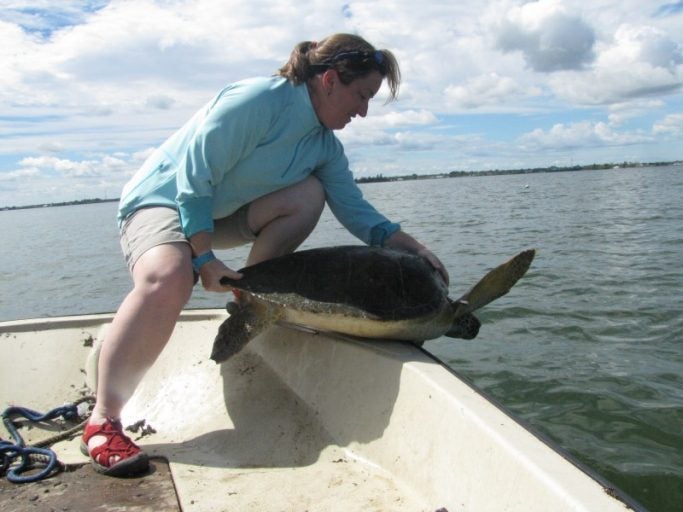 kate releases sea turtle
