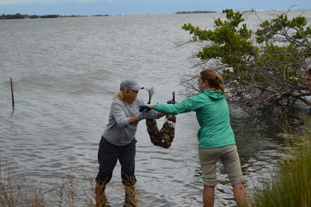 Oysters to the Rescue? A Natural Way to Clean Up the Indian River