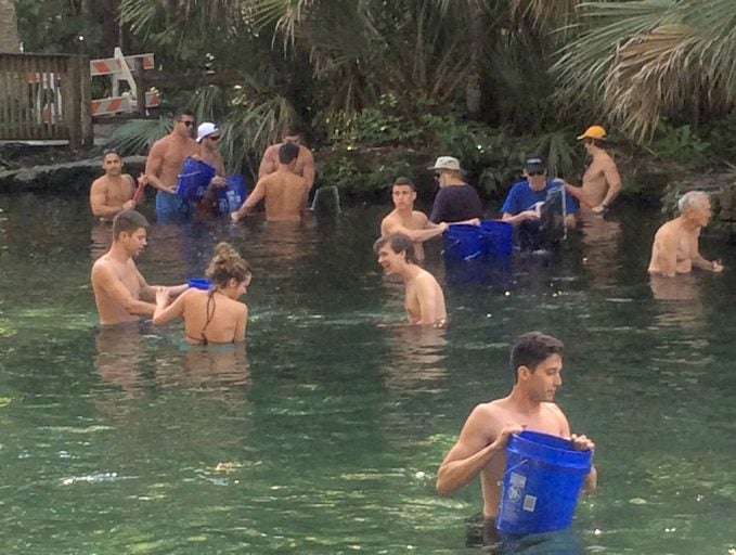 Members of Sigma Chi Fraternity from UCF pitched in to clean algae from Wekiwa Springs.