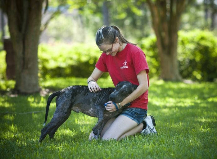 Therapy Dogs Help to Reduce Anxiety - UCF Student Mental Health