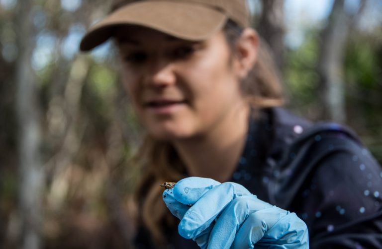 ucf biologist anna savage in the field, wearing blue latex gloves and hat