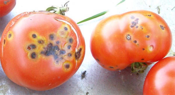 Tomato Spot