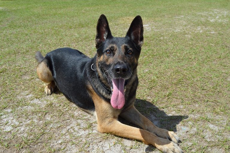 UCFPD's K-9 Unit has four dogs and their trainers, including Max, an 8-year-old narcotics detection dog. Photo by Amanda Szylin