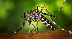 mosquito closeup biting human skin