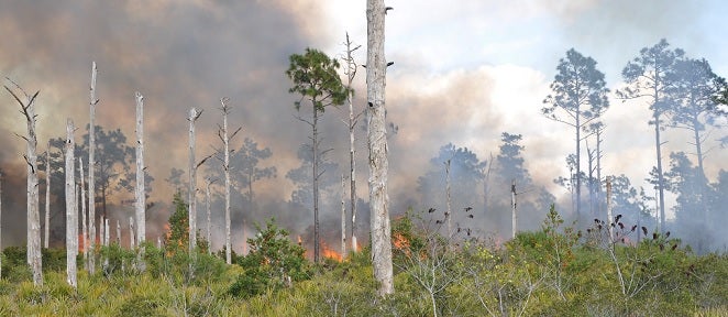 prescribed burn