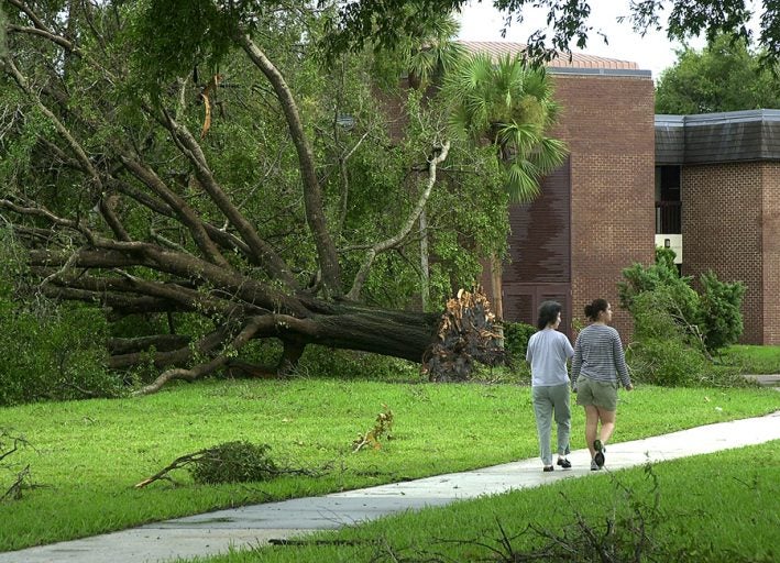 ucf students walk on sidewalk, past a tree uprooted and knocked over from hurricane