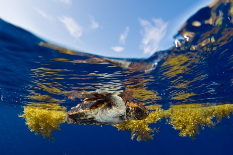 Neonate_loggerhead_in_Sargassum_off_southeast_Florida_coast_2009_Jim_Abernethy_NMFS_permit_1551