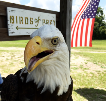 The Avian Reconditioning Center is one of the Knights Give Back sites this year, where volunteers can help with landscaping and some simple maintenance projects.