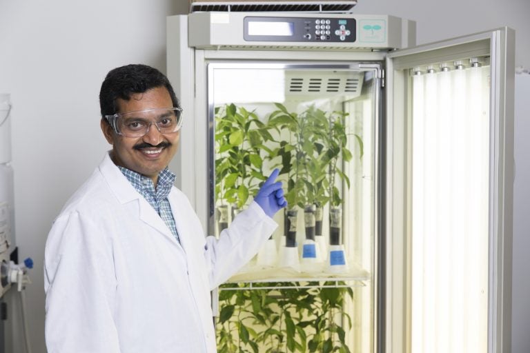University of Central Florida Associate Professor Swadeshmukul Santra's technology for fighting crop disease has been licensed by an agricultural company.