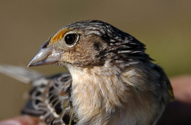 florida-grasshopper-sparrow