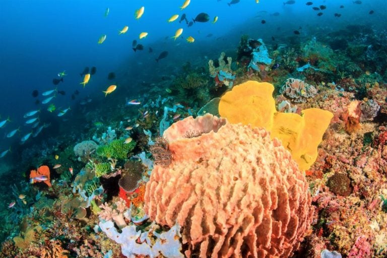 Sponges and colorful tropical fish on a coral reef