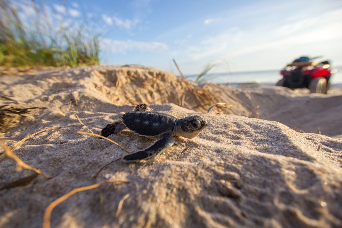 Hurricane Exposes and Washes Away Thousands of Sea Turtle Nests