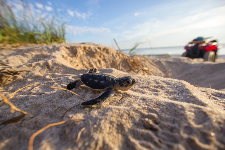 baby sea turtle on sand by ocean
