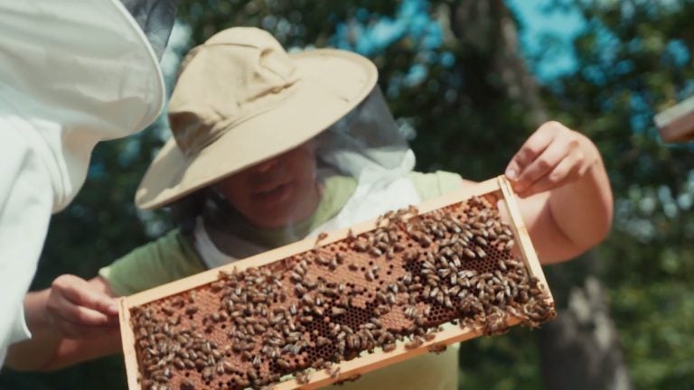 Student and bee hive