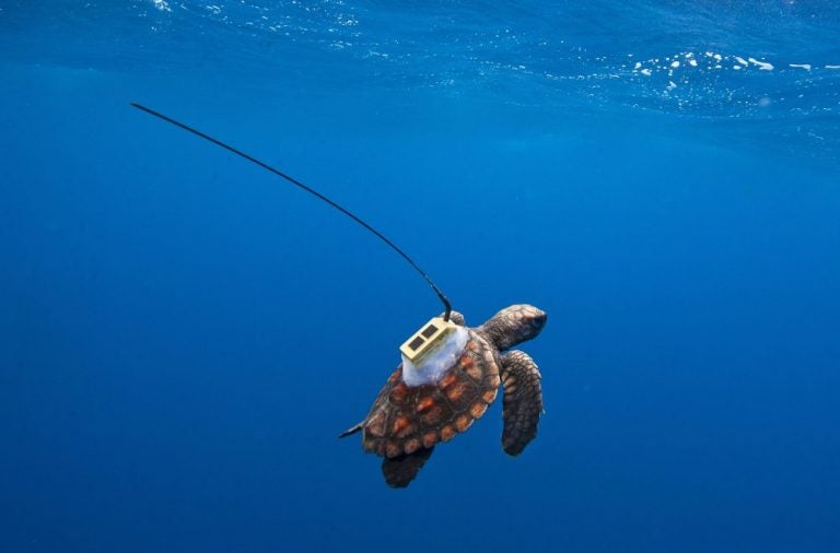 tagged loggerhead sea turtle swimming underwater