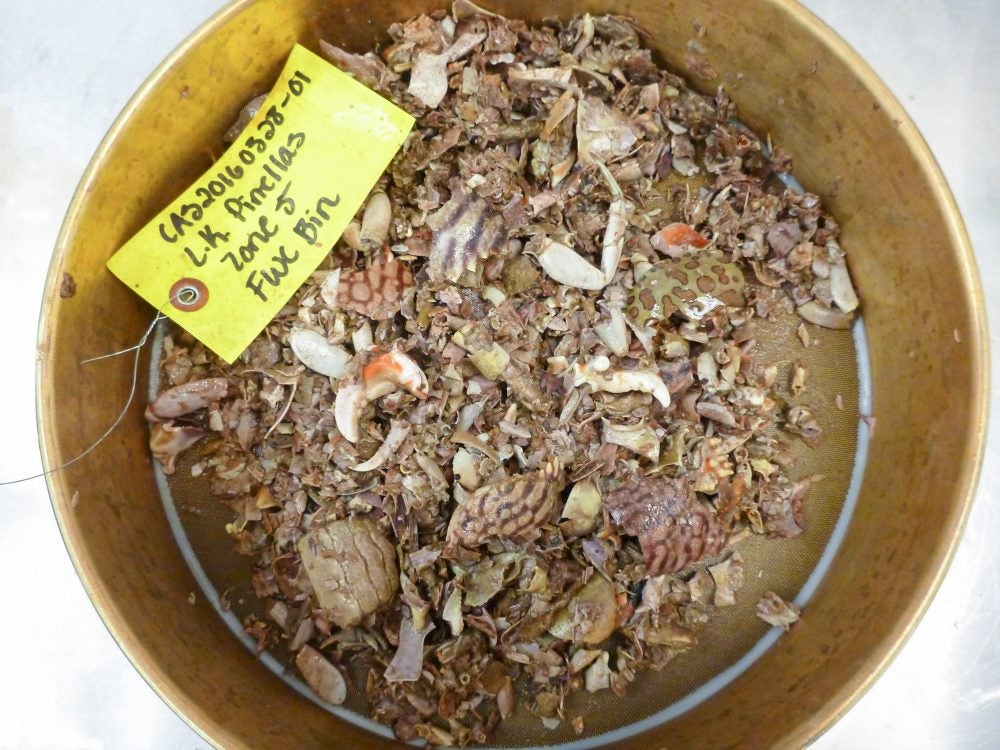 Sea Turtle Diet Expert to Give Talk about Importance of Healthy Habitat