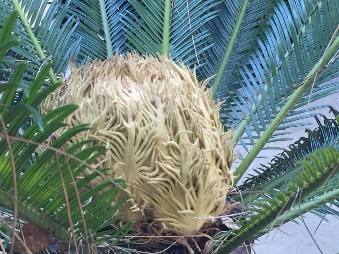 Sago palm bloom