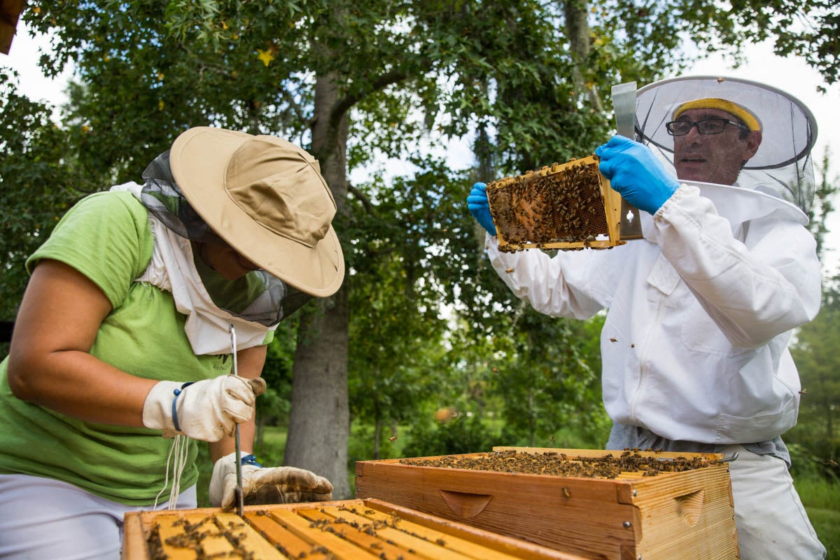 UCF's Arboretum Director Patrick Bohlen works with a student to inspect one of the three honeybee hives that were placed on campus last year. (Photo by Nick Leyva)