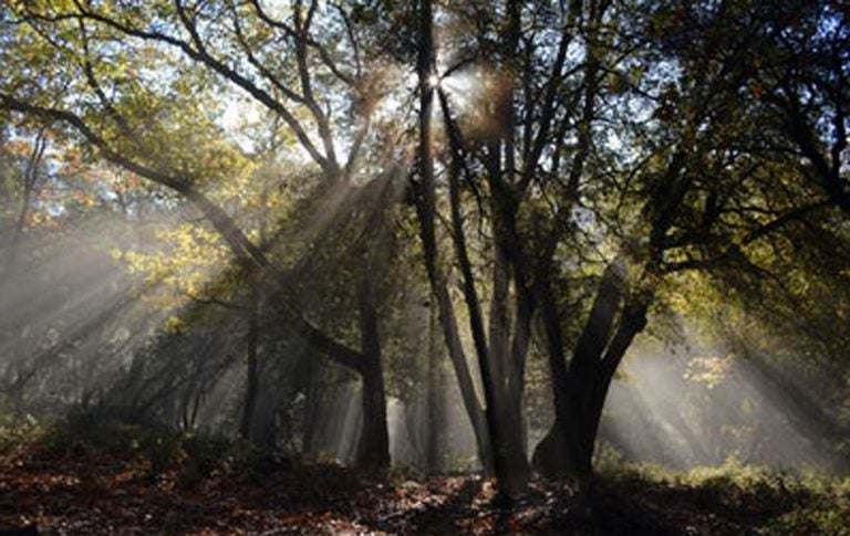 sunlight streaming through trees