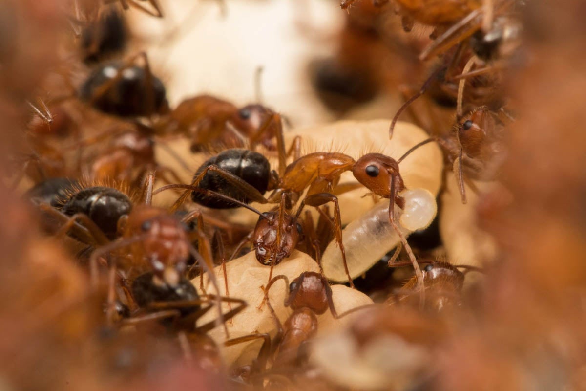 De Bekker and her students study a group of carpenter ants in UCF's Parasitic Behavior Manipulation Lab. (Photo by Miles Zhang)