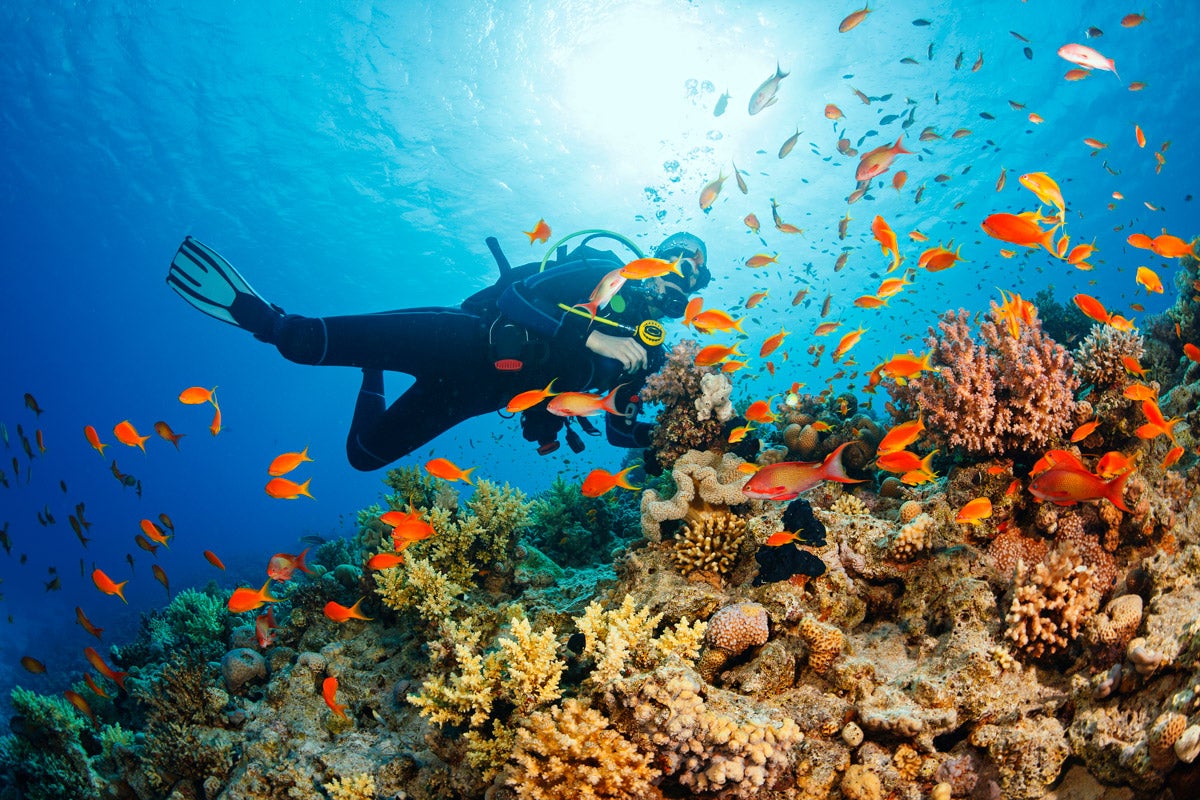 scuba diver in the deep blue sea, with brightly colored fish swimming around a coral reef