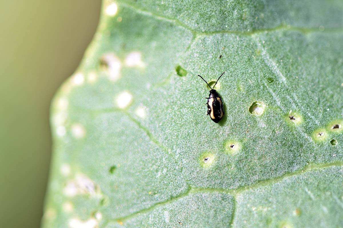 The app allows farmers to avoid the use of unnecessary pesticides and promotes pollinator conservation.