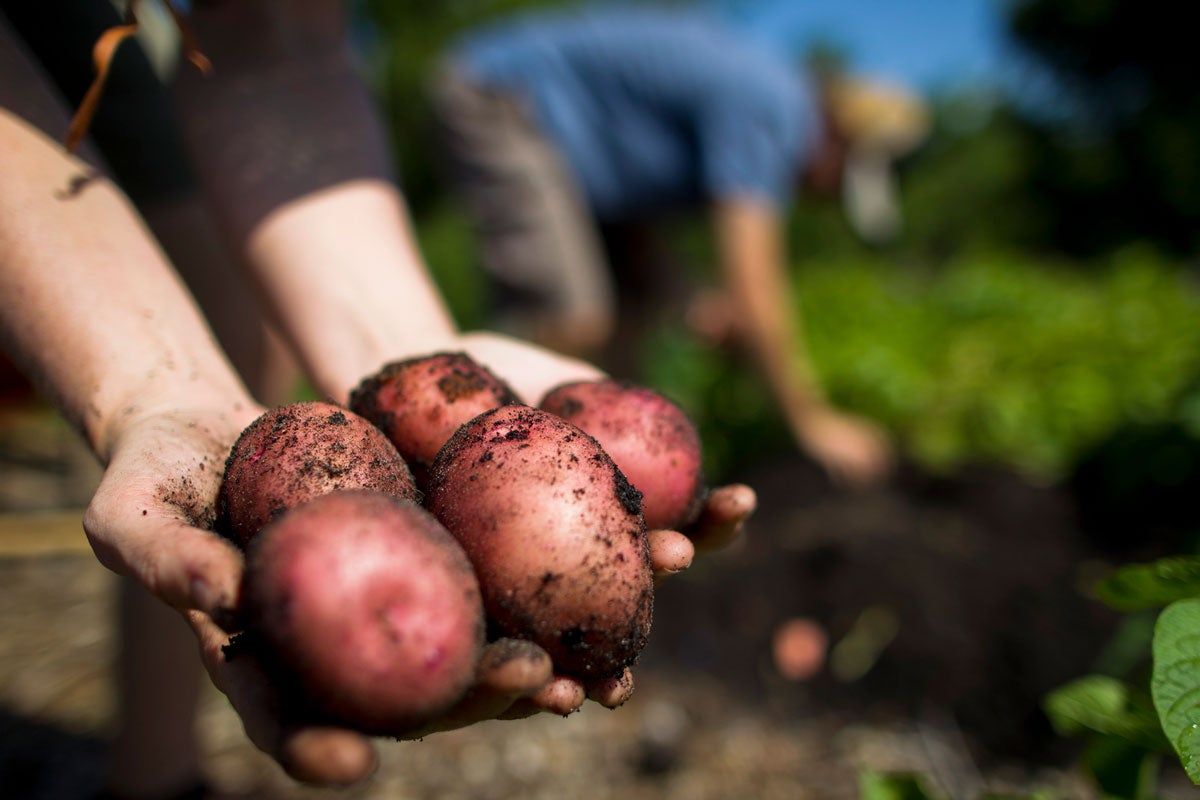 close up of hands holding five red potatoes in a garden