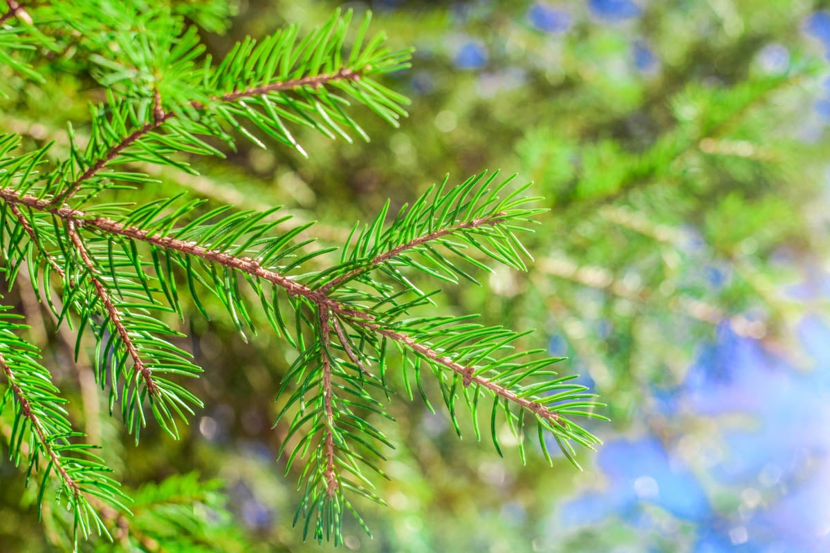 Close up of a spruce pine branch