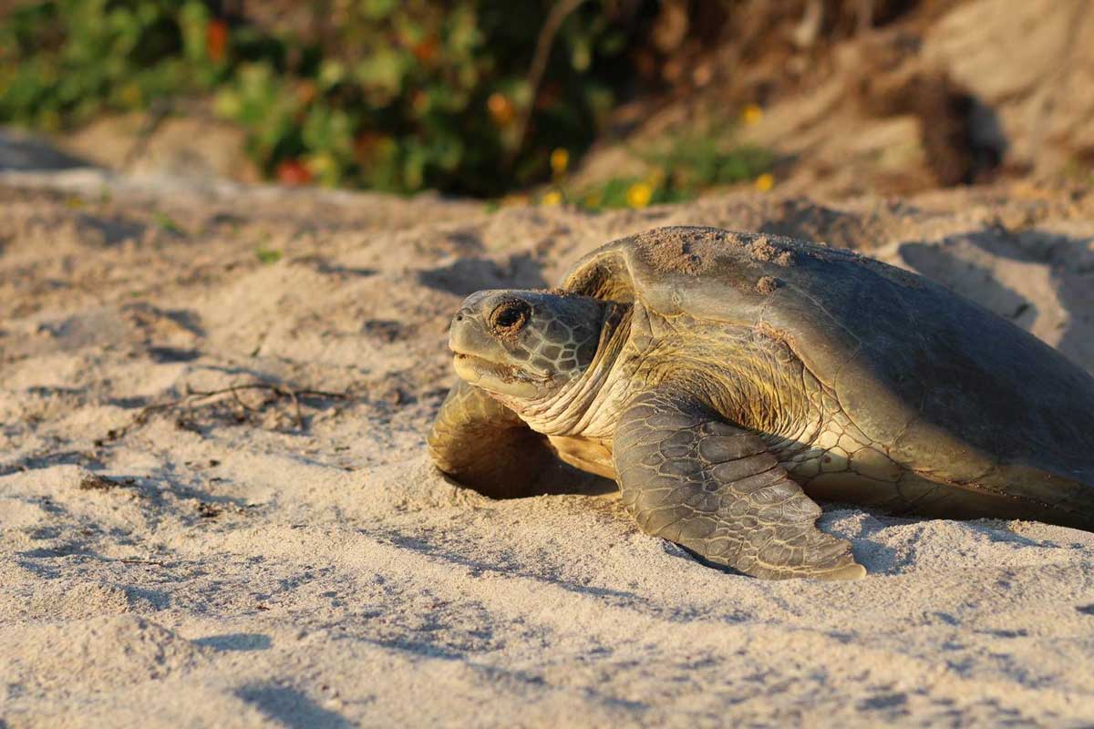 sea turtle on sand