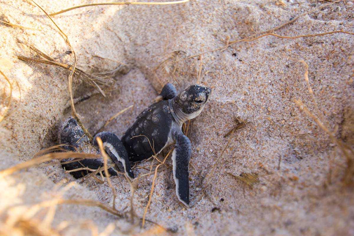 small turtle climbs out of nest in sand