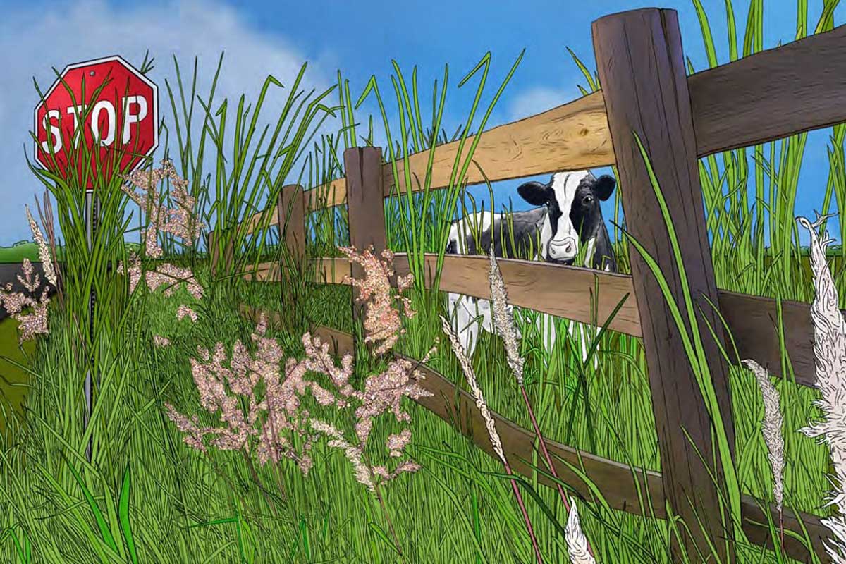 drawing of cow behind wood fence