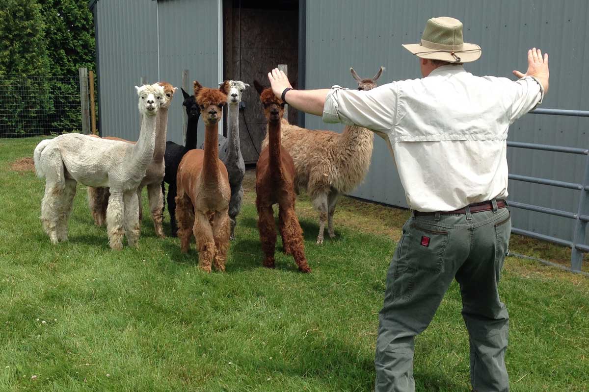 Man wearing straw hat holds his arms out in the air in front of a group of alpacas