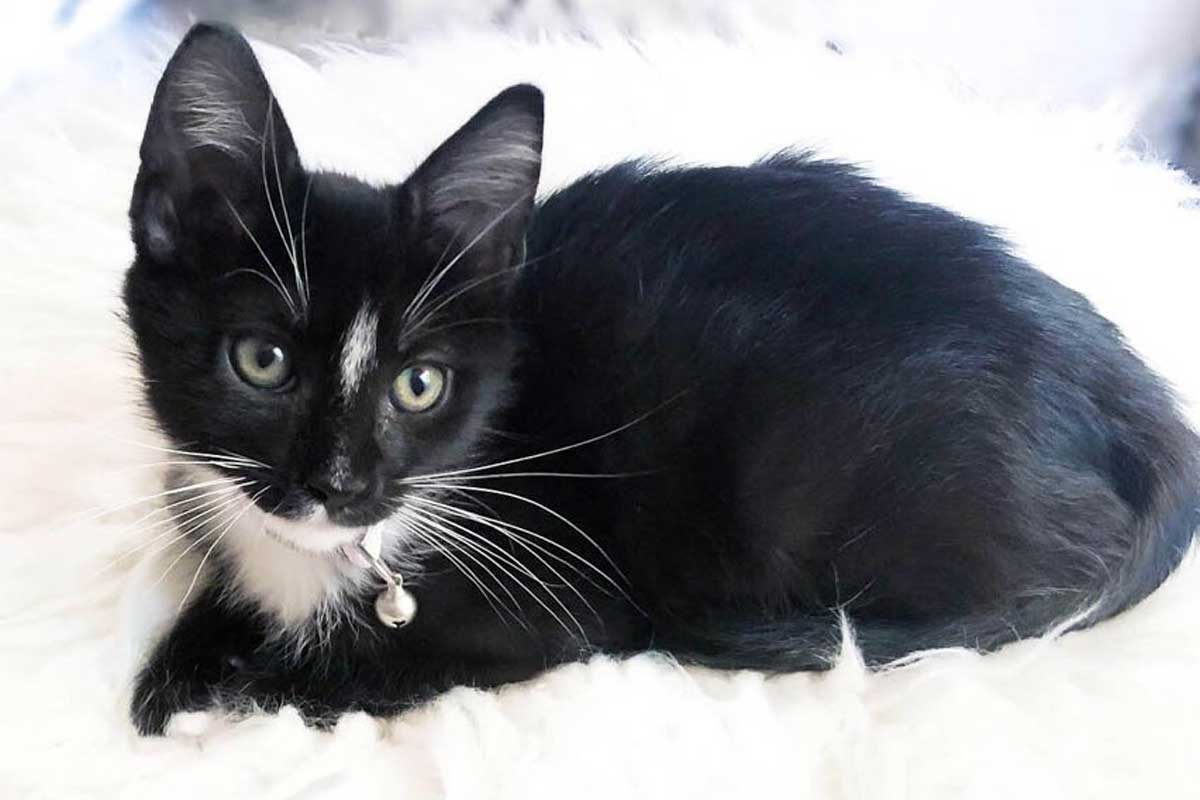 black and white cat on a white bed