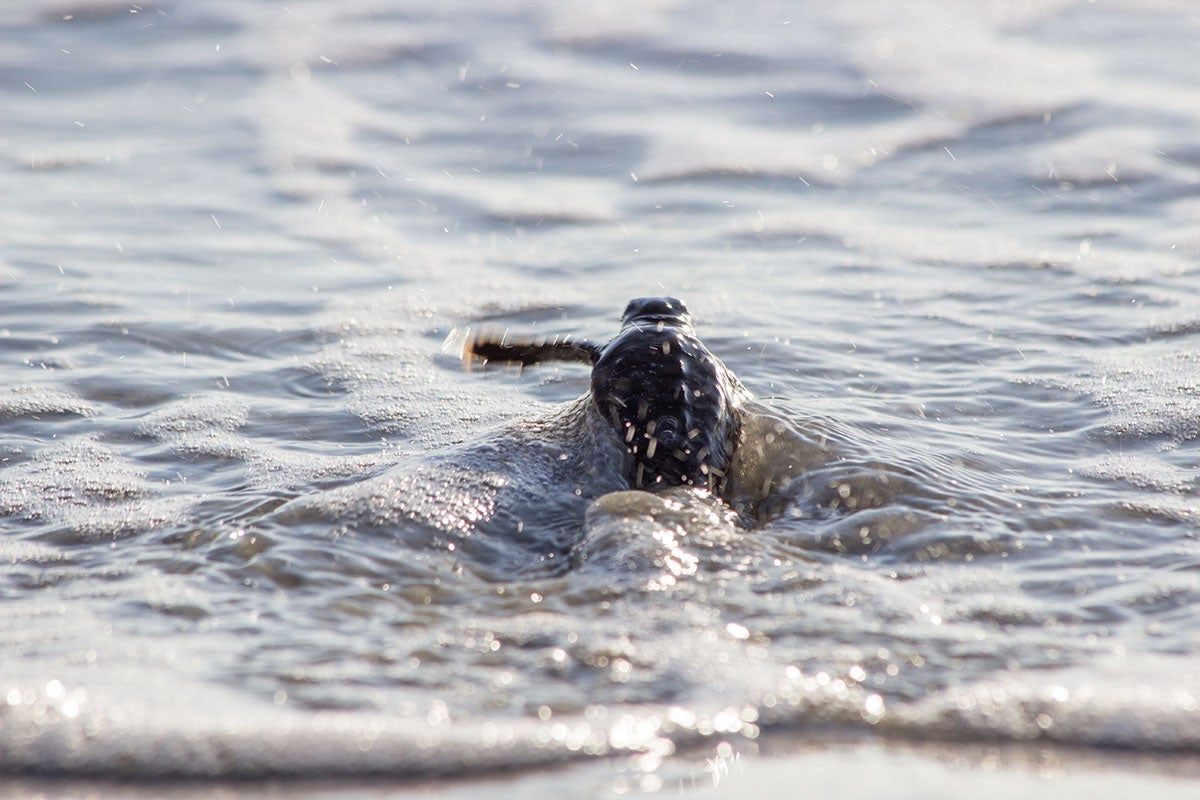 sea turtle heads to the ocen