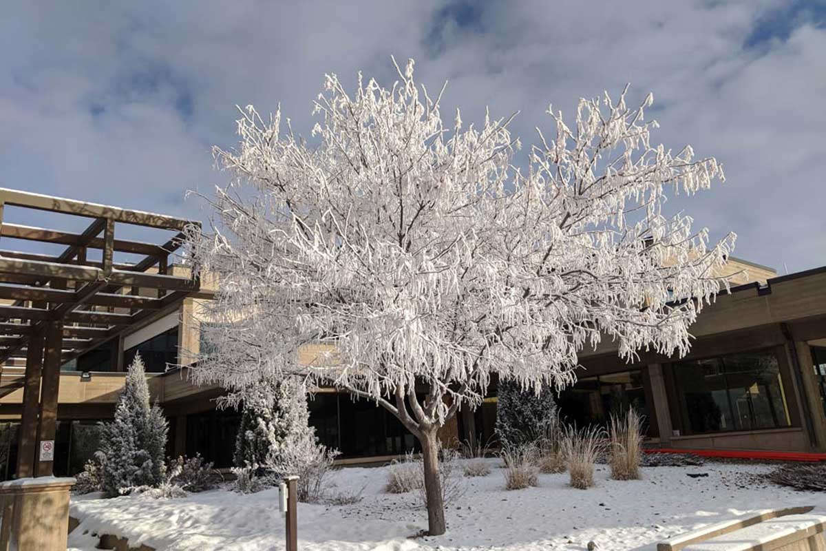 Bare tree with ice covering branches.