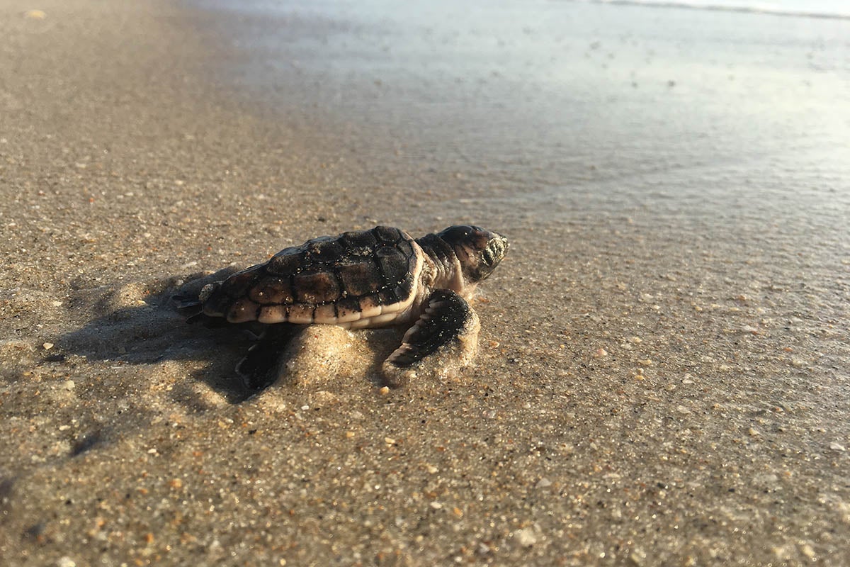 loggerhead sea turtle hatchling on beach