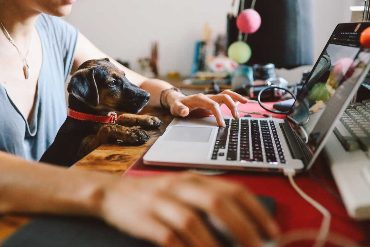 small dog sits on the lap of his owner at a desk with a laptop
