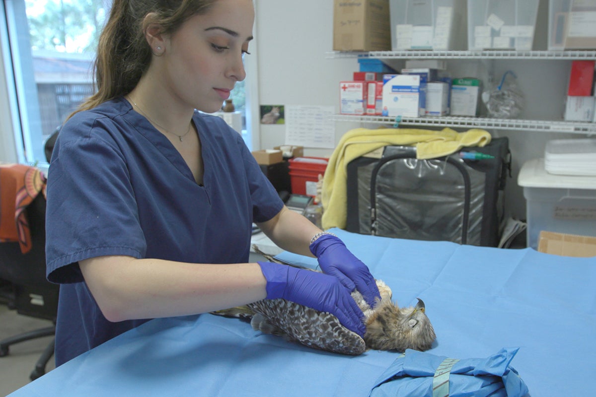 A biology student examines the stomach contents of a hawk