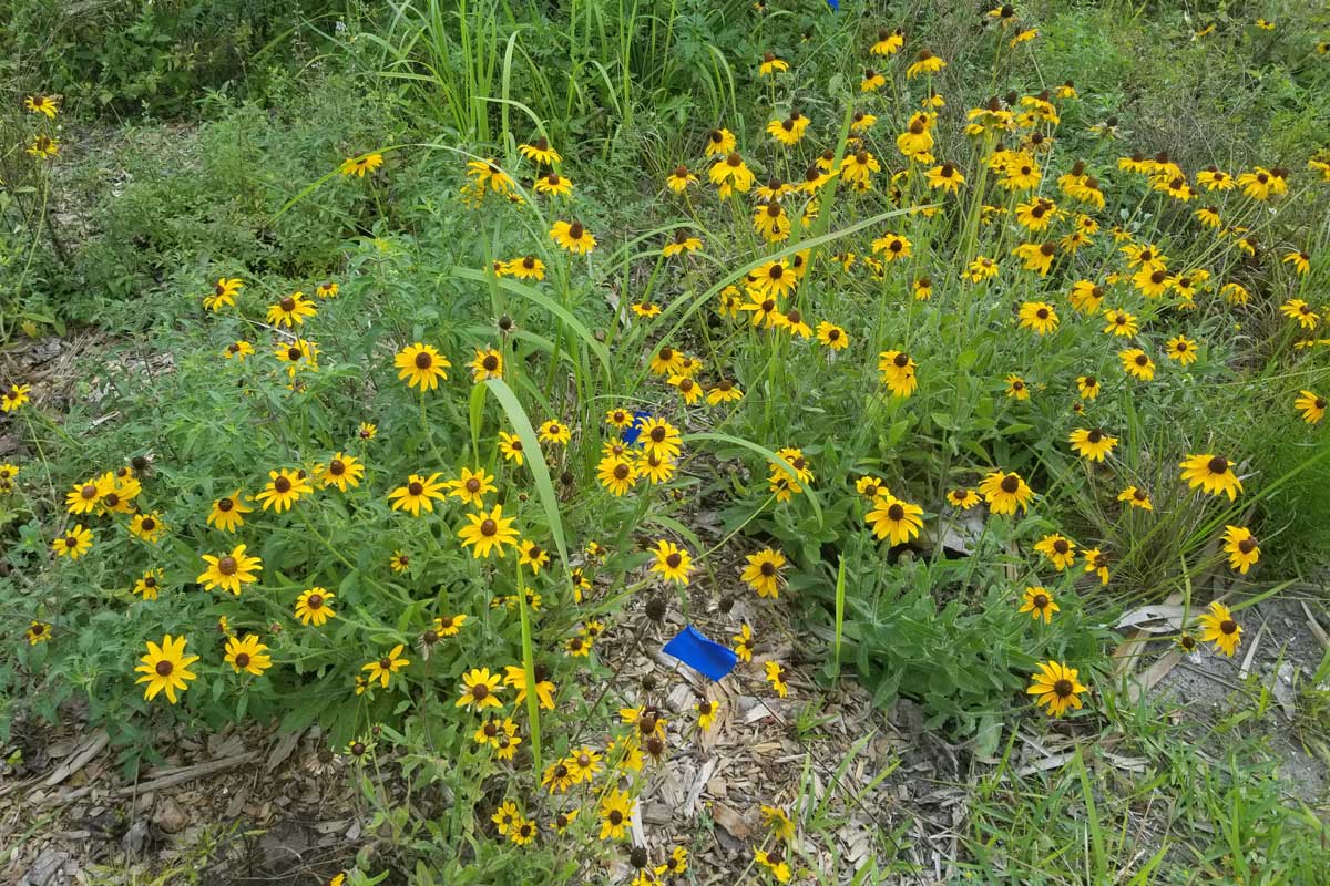 plot of yellow wildflowers