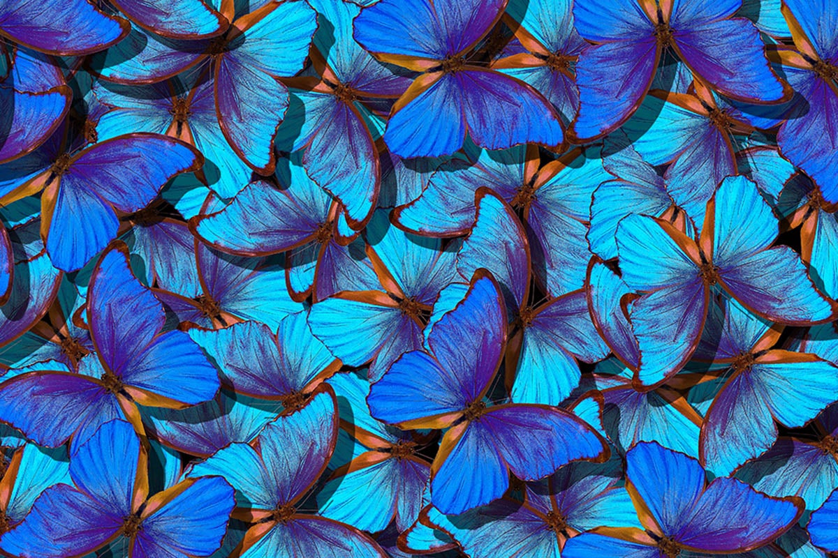 blue butterflies