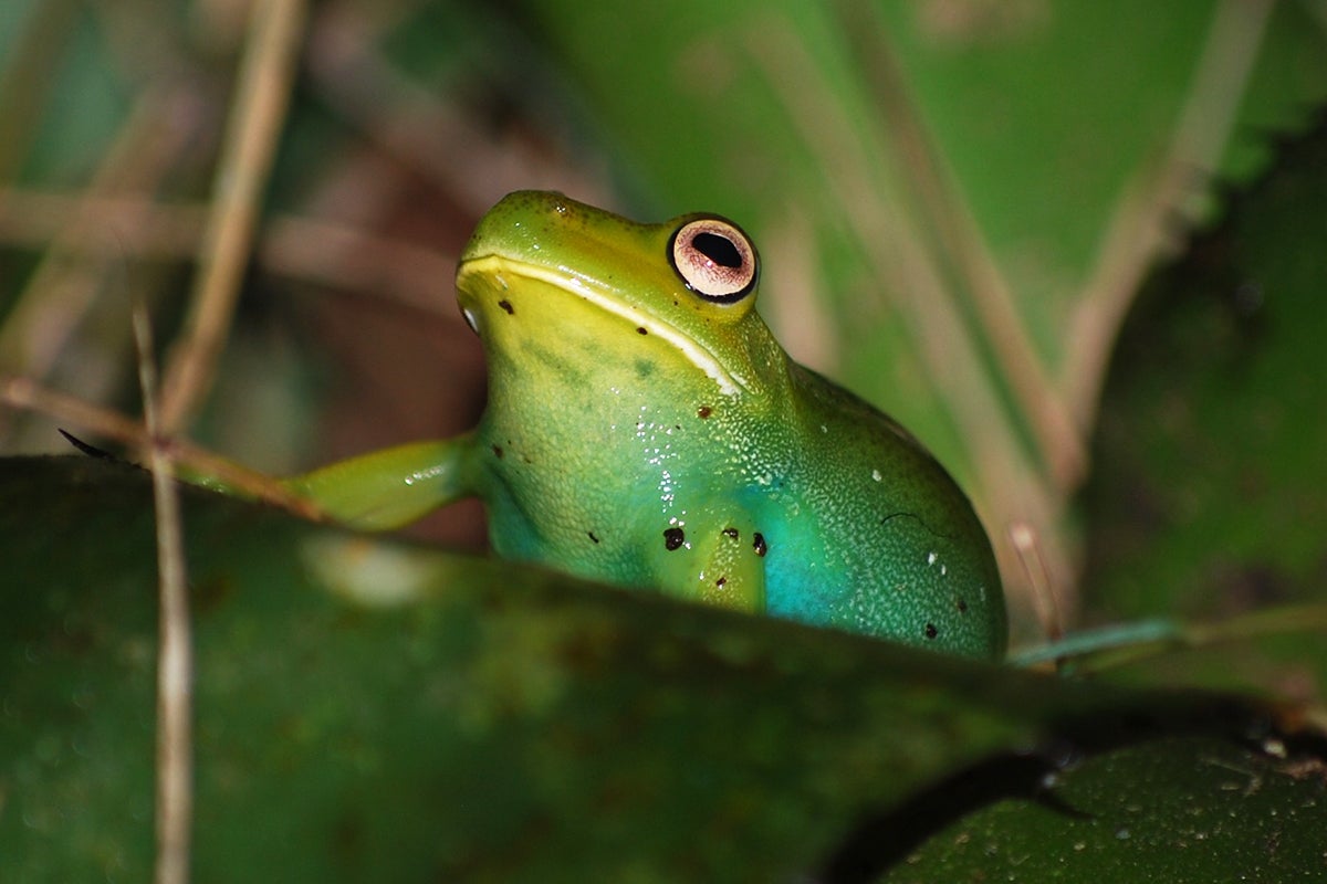 hylid treefrog Aplastodiscus leucopygius