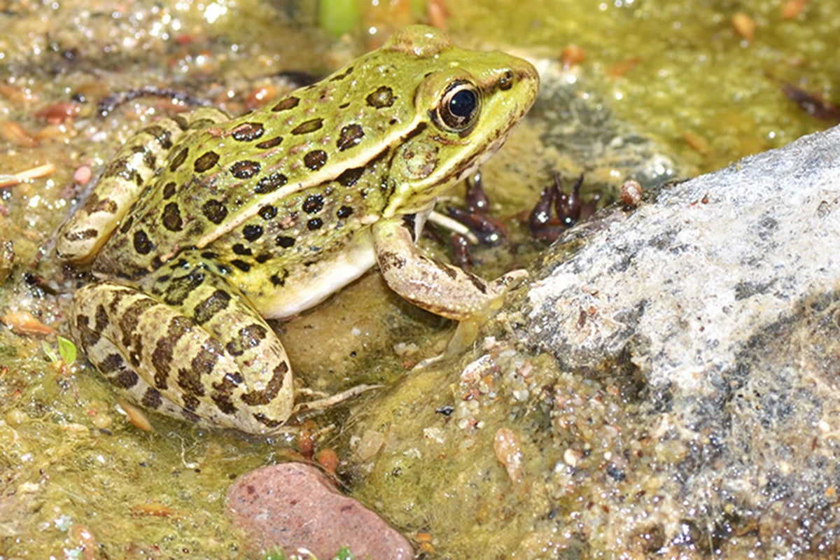 Lowland Leopard Frog