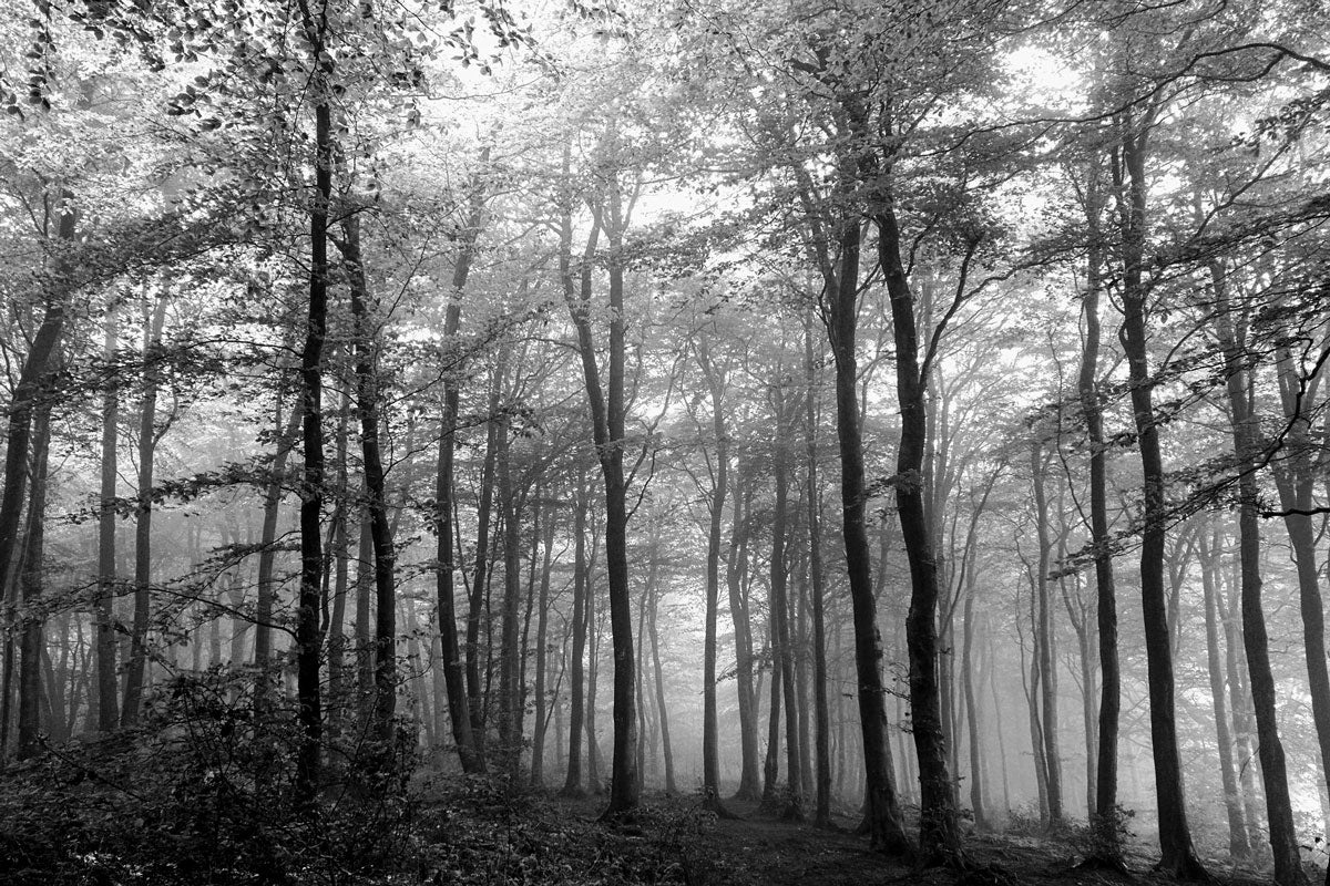 black and white photo of woods