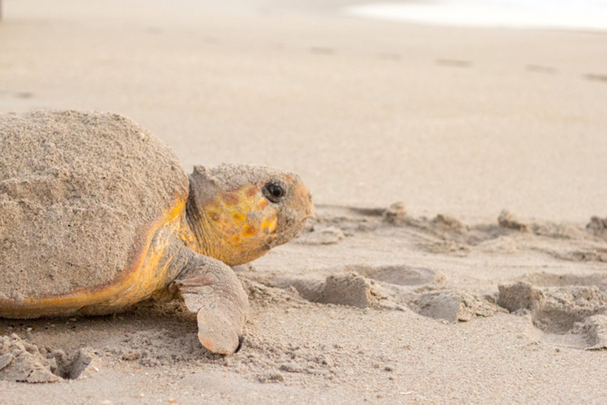 Loggerhead sea turtle