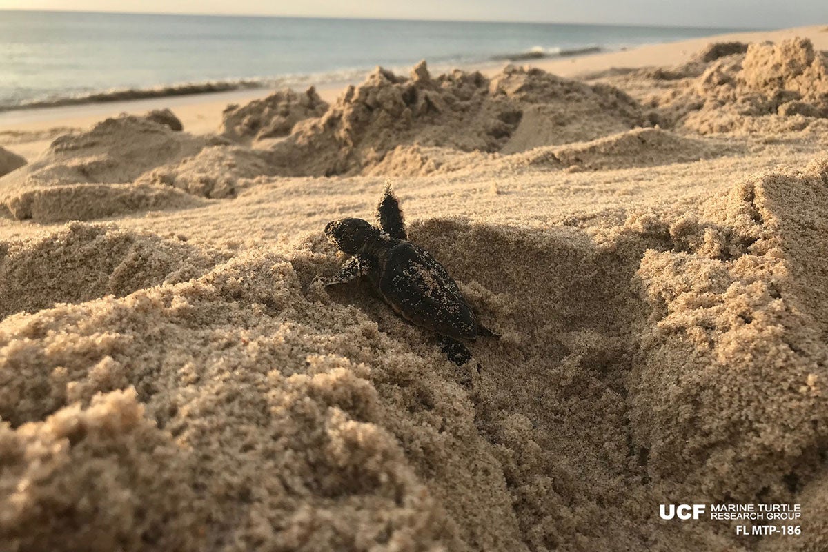 Sea Turtle Nesting Season Winding Down, Some Numbers are Up and It’s ...