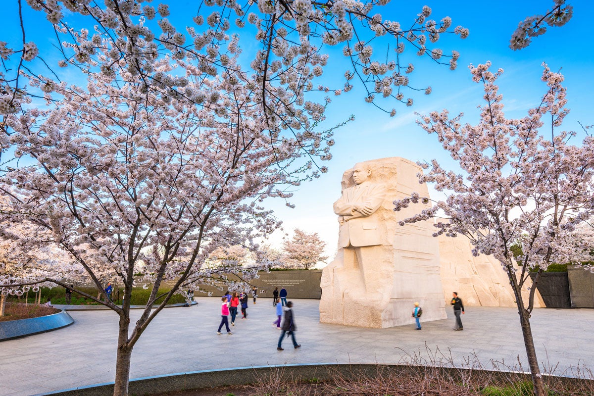 MLK monument in Washington D.C. with cherry blossom trees in the forefront