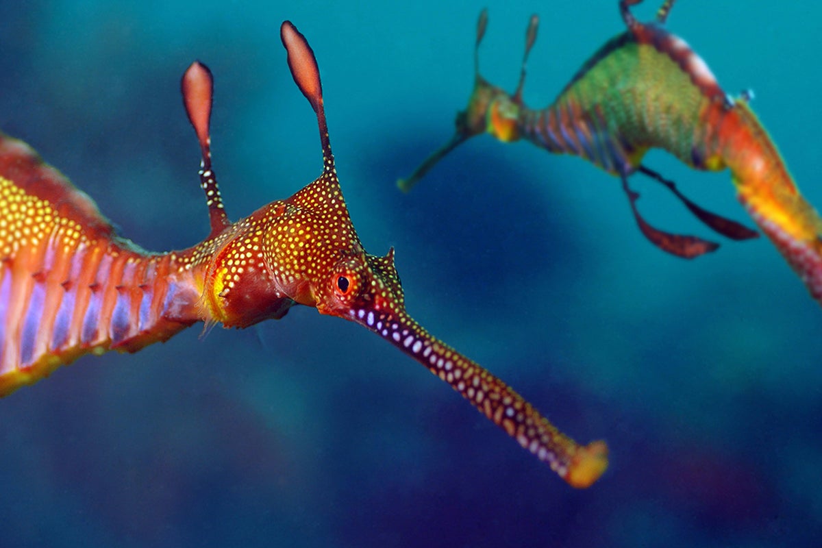 Weedy seadragon